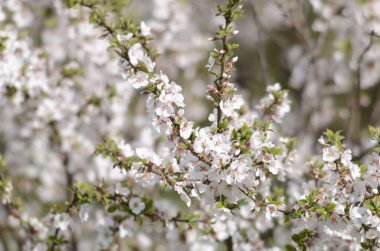 Bunlar Sibirya 'daki meyve ağaçlarında açan çiçekler.
