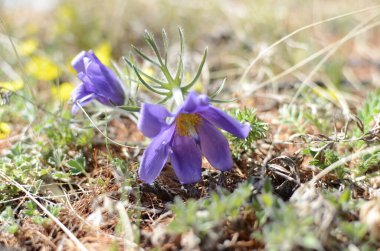 Sibirya 'da ilkbaharda açan mavi kar damlaları var.