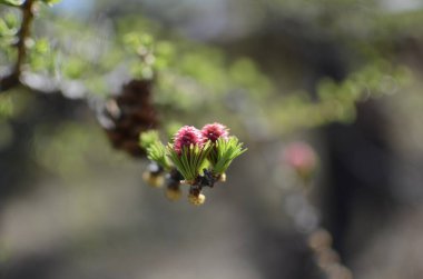 Bu baharda bir tümsek.