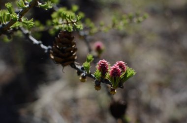 Bu baharda bir tümsek.