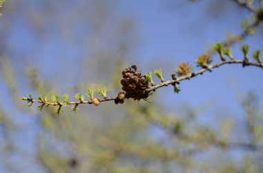 Bu baharda bir tümsek.