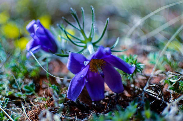 Sibirya Ilkbaharda Açan Mavi Kar Damlaları Var — Stok fotoğraf