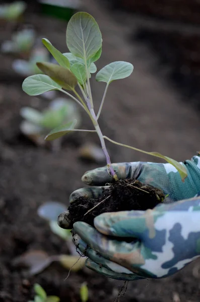 Mãos Plantar Sementes Mudas Chão Agricultura Plantações — Fotografia de Stock