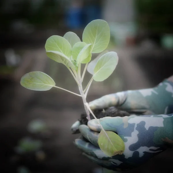 Mâinile Plantează Semințe Răsaduri Pământ Agricultură Plantări — Fotografie, imagine de stoc