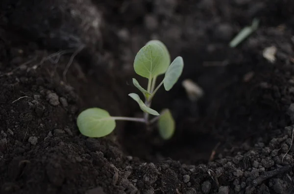 Lăstari Primăvară Plante Tinere Semințe Răsaduri Plantele Sunt Plantate Pământ — Fotografie, imagine de stoc