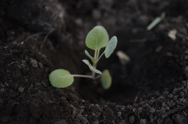 Brotos Primavera Plantas Jovens Sementes Mudais Plantas São Plantadas Chão — Fotografia de Stock