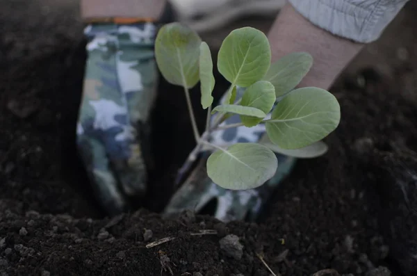 Mãos Plantar Sementes Mudas Chão Agricultura Plantações — Fotografia de Stock