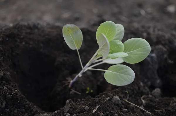 Brotos Primavera Plantas Jovens Sementes Mudais Plantas São Plantadas Chão — Fotografia de Stock