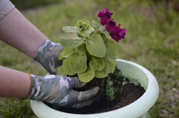 Mãos Plantar Sementes Mudas Chão Agricultura Plantações — Fotografia de Stock