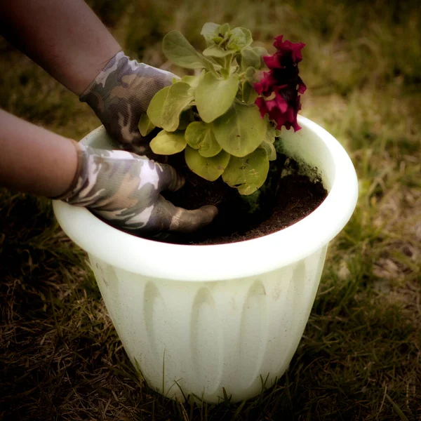 Mãos Plantar Sementes Mudas Chão Agricultura Plantações — Fotografia de Stock