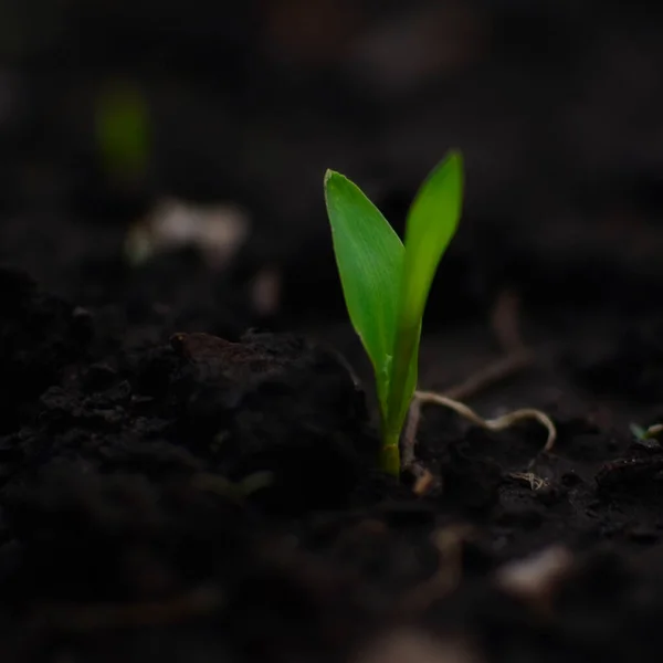 Brotos Primavera Plantas Jovens Sementes Mudais Plantas São Plantadas Chão — Fotografia de Stock