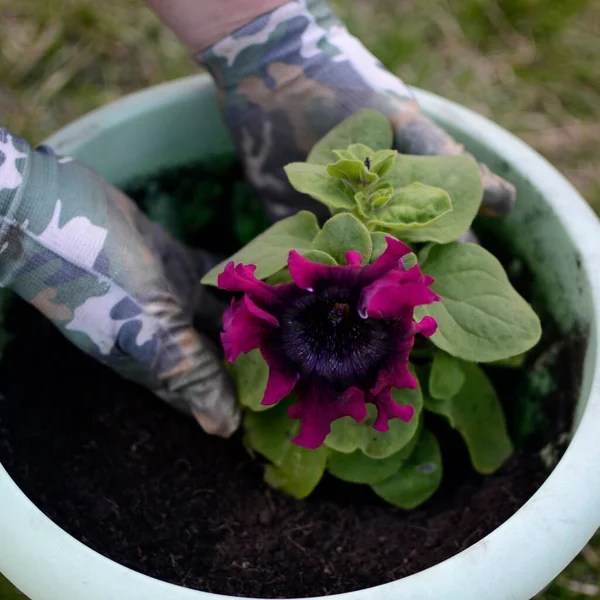 Mâinile Plantează Semințe Răsaduri Pământ Agricultură Plantări — Fotografie, imagine de stoc