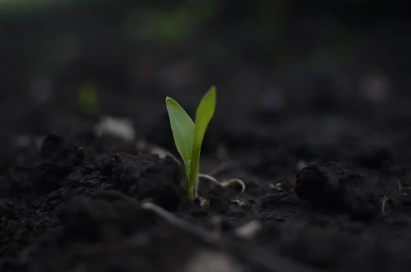 Brotos Primavera Plantas Jovens Sementes Mudais Plantas São Plantadas Chão — Fotografia de Stock