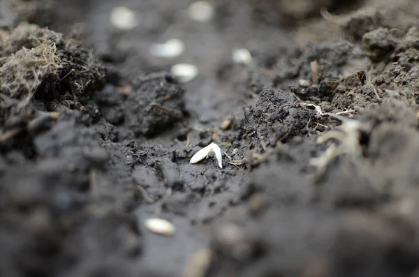 Lăstari Primăvară Plante Tinere Semințe Răsaduri Plantele Sunt Plantate Pământ — Fotografie, imagine de stoc