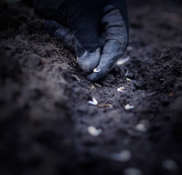 Mâinile Plantează Semințe Răsaduri Pământ Agricultură Plantări — Fotografie, imagine de stoc
