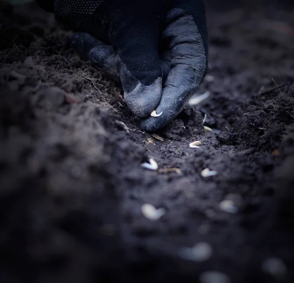 Mãos Plantar Sementes Mudas Chão Agricultura Plantações — Fotografia de Stock