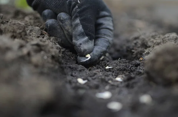 Mãos Plantar Sementes Mudas Chão Agricultura Plantações — Fotografia de Stock