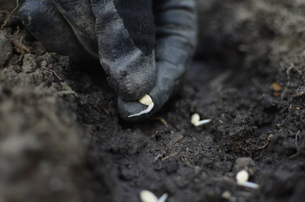 Mãos Plantar Sementes Mudas Chão Agricultura Plantações — Fotografia de Stock