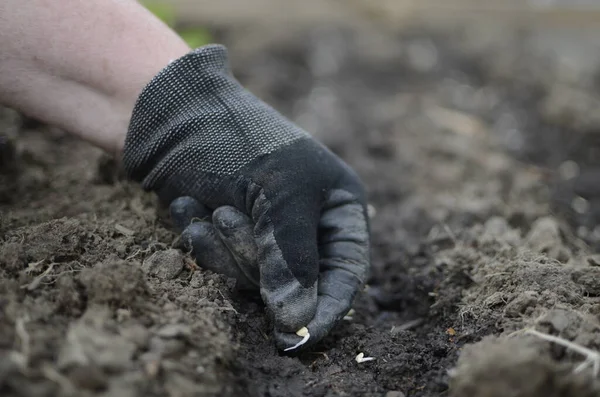 Mãos Plantar Sementes Mudas Chão Agricultura Plantações — Fotografia de Stock
