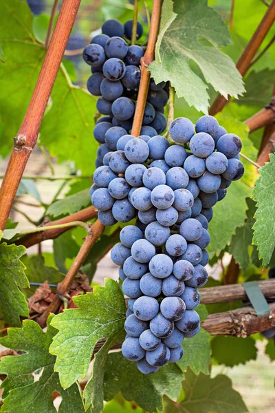 Vineyard grape cluster — Stock Photo, Image