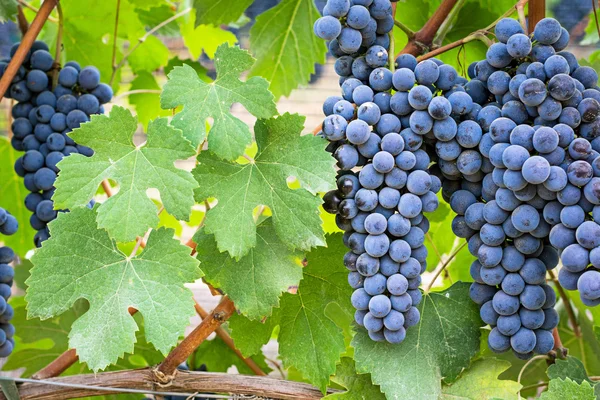 Vineyard grape cluster — Stock Photo, Image