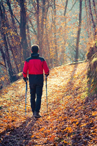 Hombre caminando en el bosque de otoño — Foto de Stock