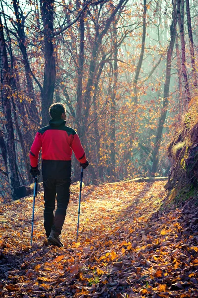 Hombre caminando en el bosque de otoño — Foto de Stock
