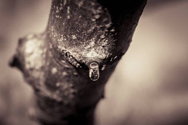 Taze budanmalıdır şube