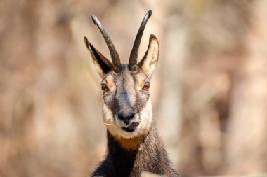 Vahşi chamois burun