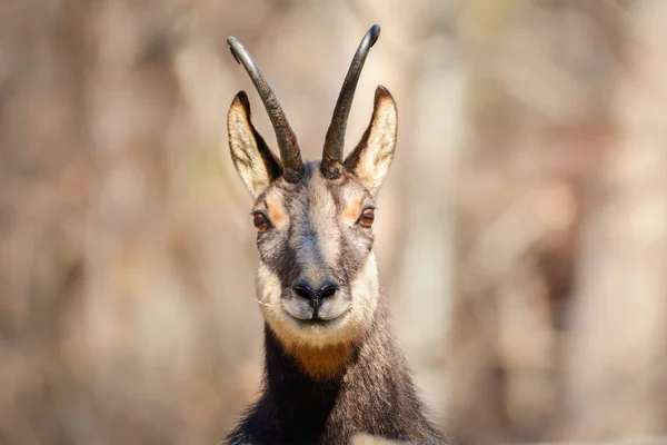 Vahşi chamois burun — Stok fotoğraf