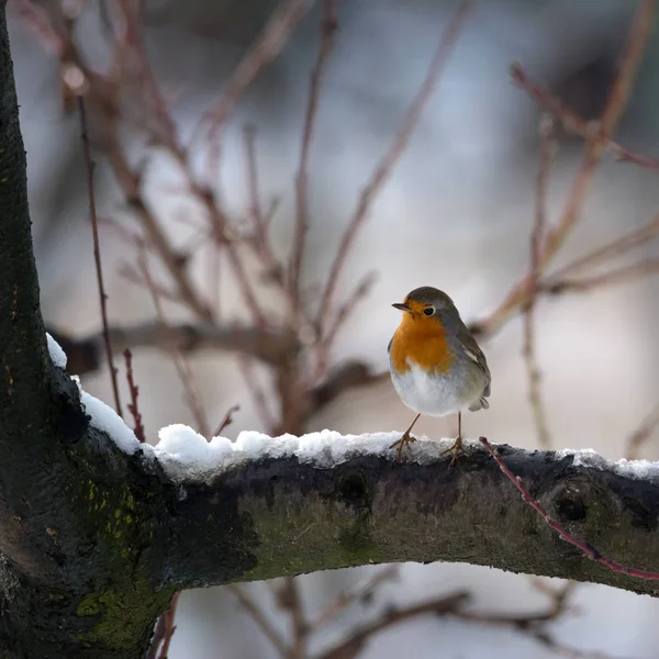 Pássaro robin em um ramo no inverno — Fotografia de Stock