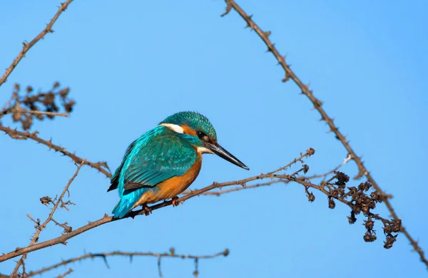 Kingfisher sentado em um ramo — Fotografia de Stock