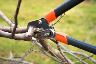 Mevsimlik ağaç budama