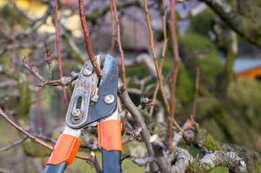 Mevsimlik ağaç budama 