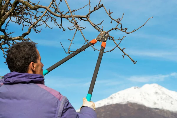 Poda da árvore de inverno — Fotografia de Stock