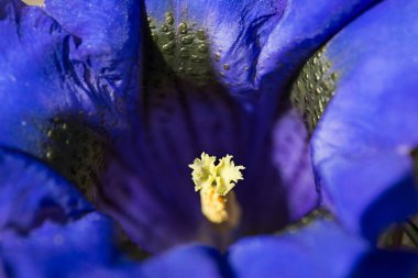 Yılan otu dağ çiçeği