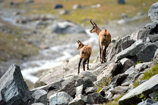 Madre y cachorro de gamuza alpina. Parque Nacional Gran Paradiso, Italia — Foto de Stock