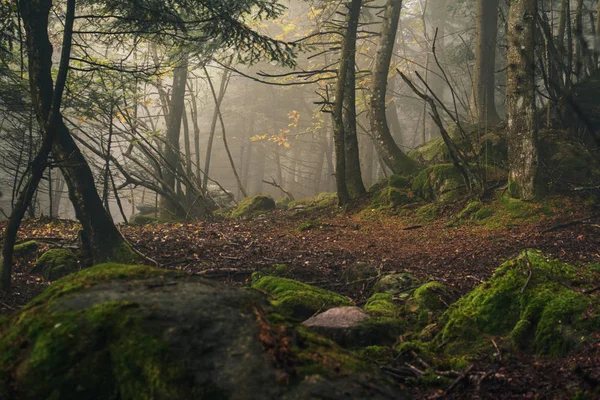 Floresta mágica outonal no nevoeiro — Fotografia de Stock