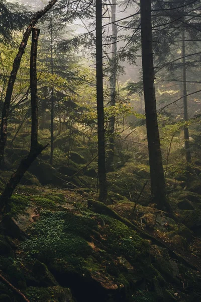 Herbstlicher Zauberwald im Nebel — Stockfoto