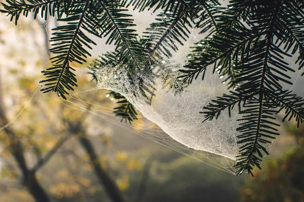 Teia de aranha em um pinheiro — Fotografia de Stock