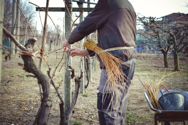 Çiftçi üzüm sarı söğüt dalları kullanarak bağlama