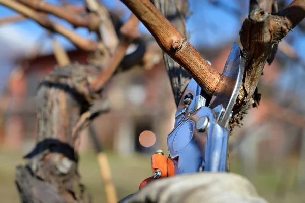 Viñas Poda Agricultores Utilizando Tijeras Podar — Foto de Stock