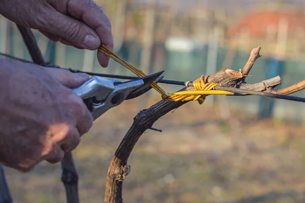 Rolnik Wiązanie Winorośli Przy Użyciu Gałązki Wierzby Żółty Włochy — Zdjęcie stockowe