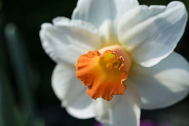 Nergis çiçeği makrosu, sığ alan derinliği