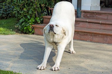 Güzel beyaz İspanyol Mastiff köpeği dişi