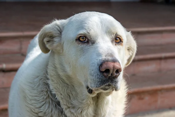 Beautiful White Spanish Mastiff Dog Female — Stockfoto