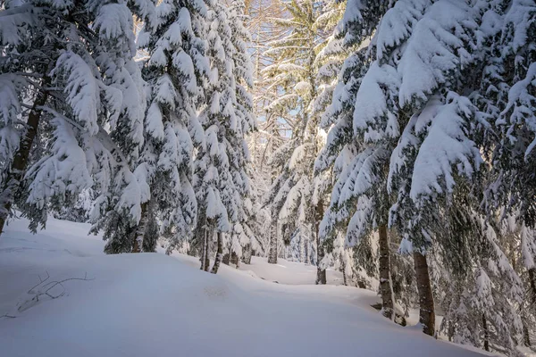 Vinterlandskap Granskog Solsken Italienska Alperna — Stockfoto