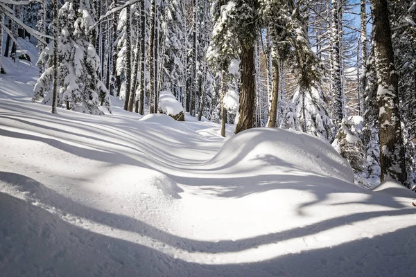 Winter landscape of a spruce forest in the sunshine, italian Alps