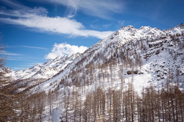 Зимний Пейзаж Елового Леса Солнце Итальянские Альпы — стоковое фото