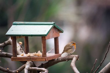 Robin Bird, kütüğün üzerindeki küçük bir evde ekmek kırıntıları yiyor. Piedmont, İtalya